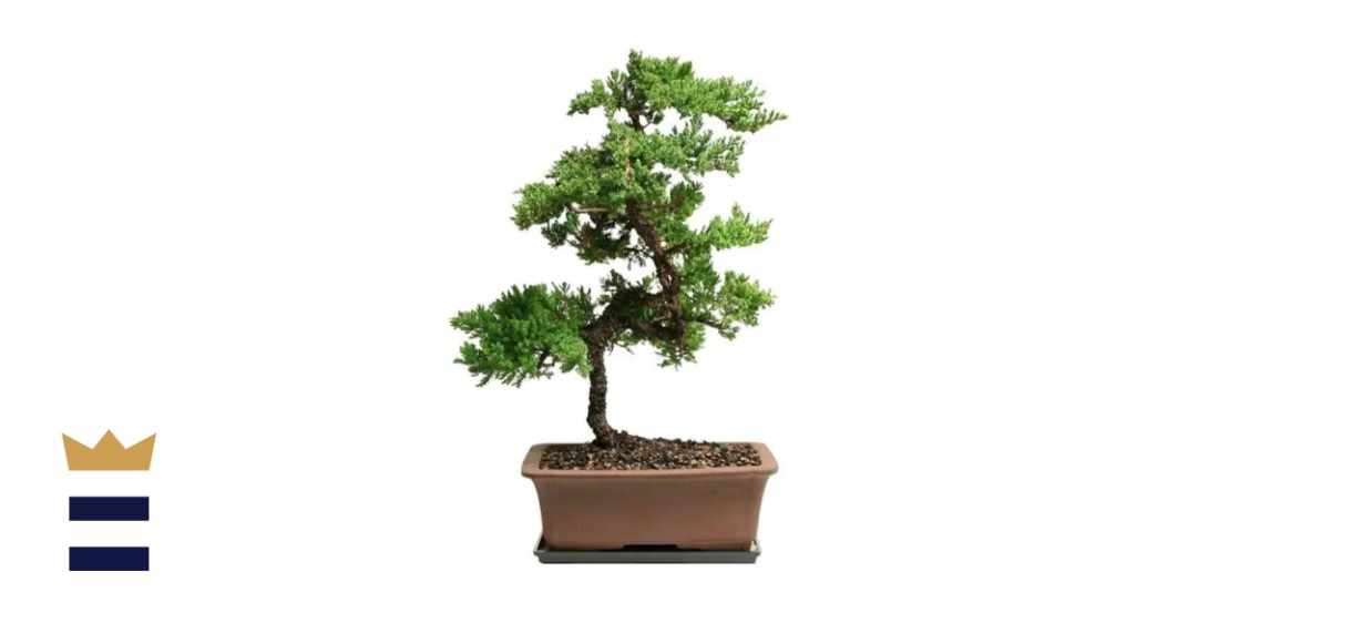 Outdoor Green Mound Juniper