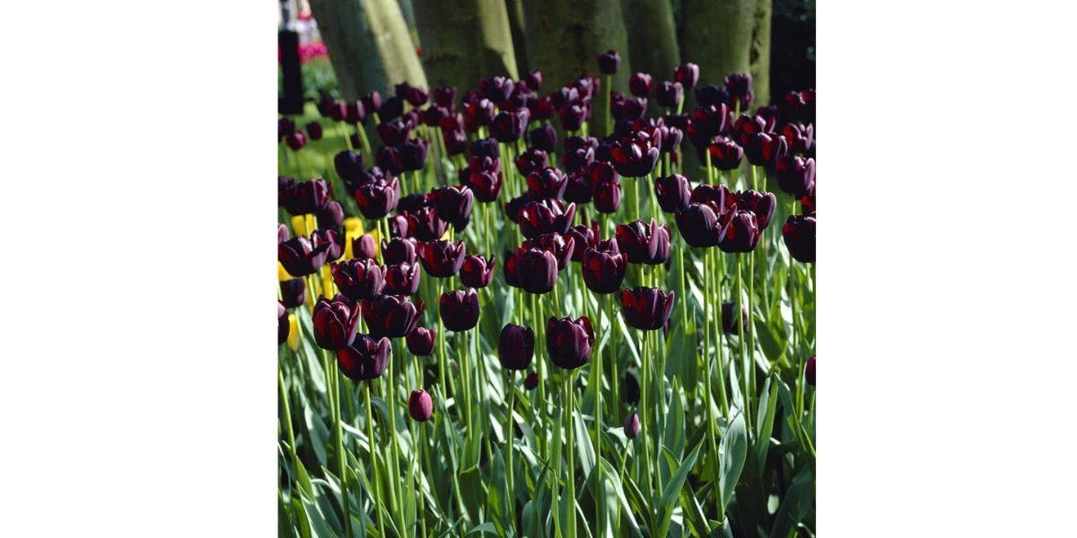 Black tulips flowering in a garden