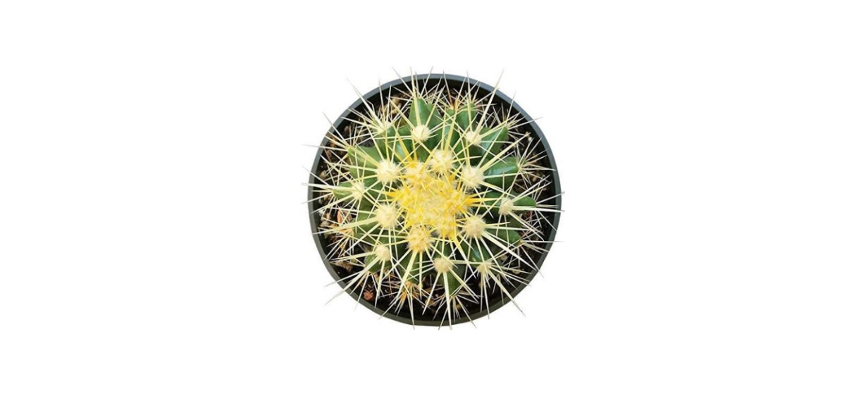  Succulents Box Golden Barrel Cactus 