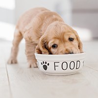 puppy eating