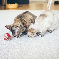 interactive cat feeders2