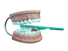 Ajax Scientific Dental Teeth Care Model