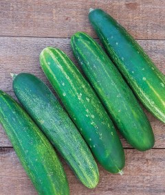 Burpee Straight Eight Slicing Cucumber Seeds 200 seeds