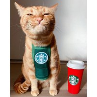 Waffle Stash Meowbucks Apron